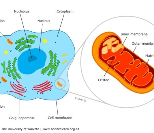 Deuterium-Depleted Water and The Powerhouse Function of Mitochondria